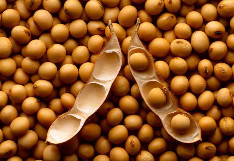 На севере Туркменистана изучают возможности массового культивирования сои