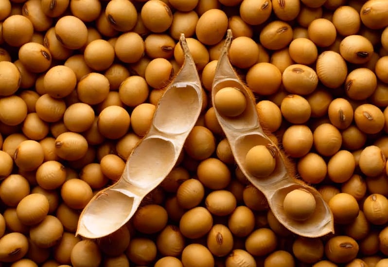 На севере Туркменистана изучают возможности массового культивирования сои