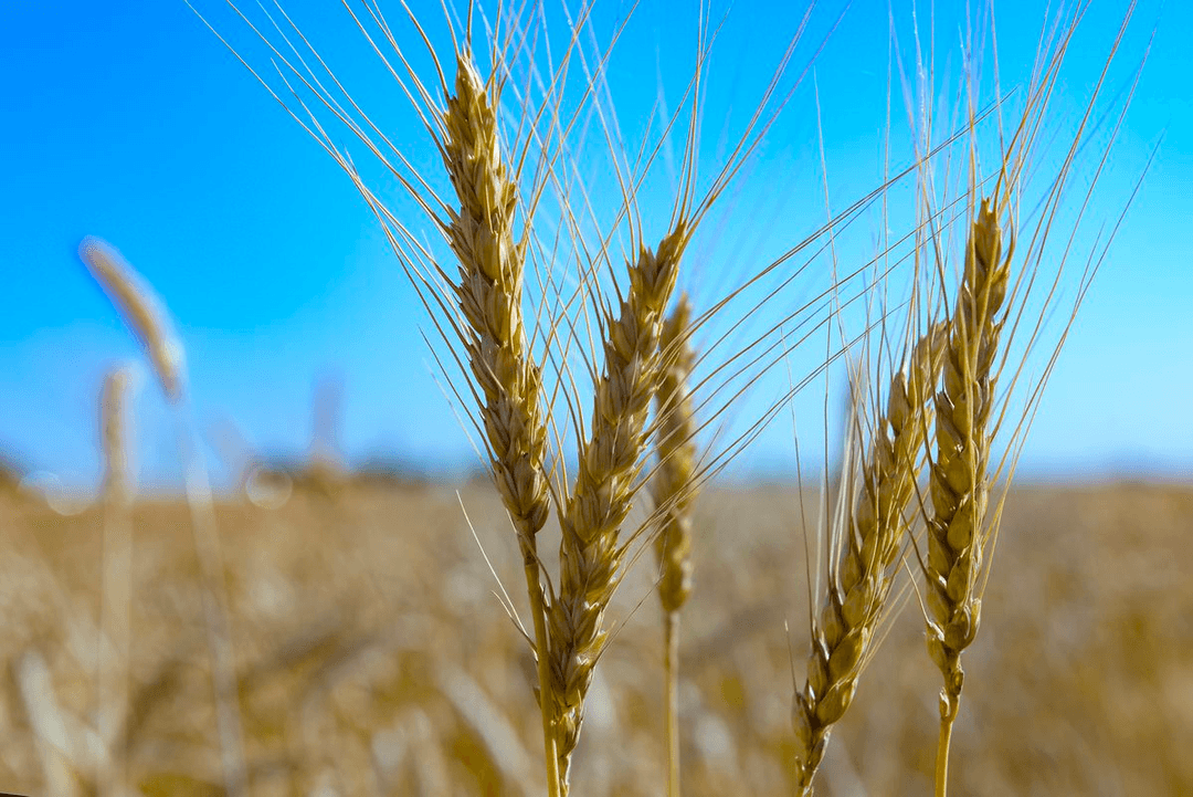 Turkmenistan has identified tasks to improve the efficiency of agriculture