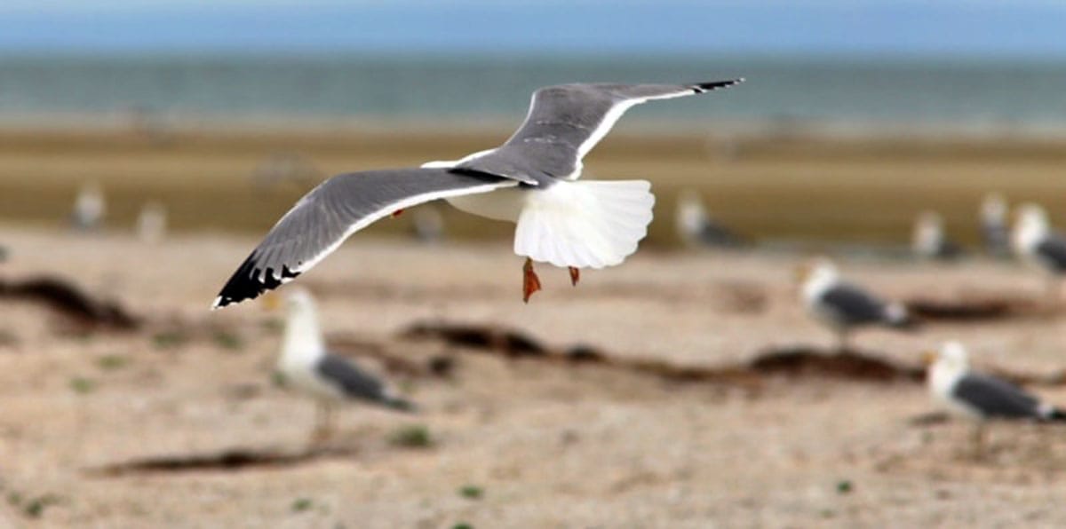 Из Туркменистана на конкурс «Каспий без границ-2022» было подано 9 работ