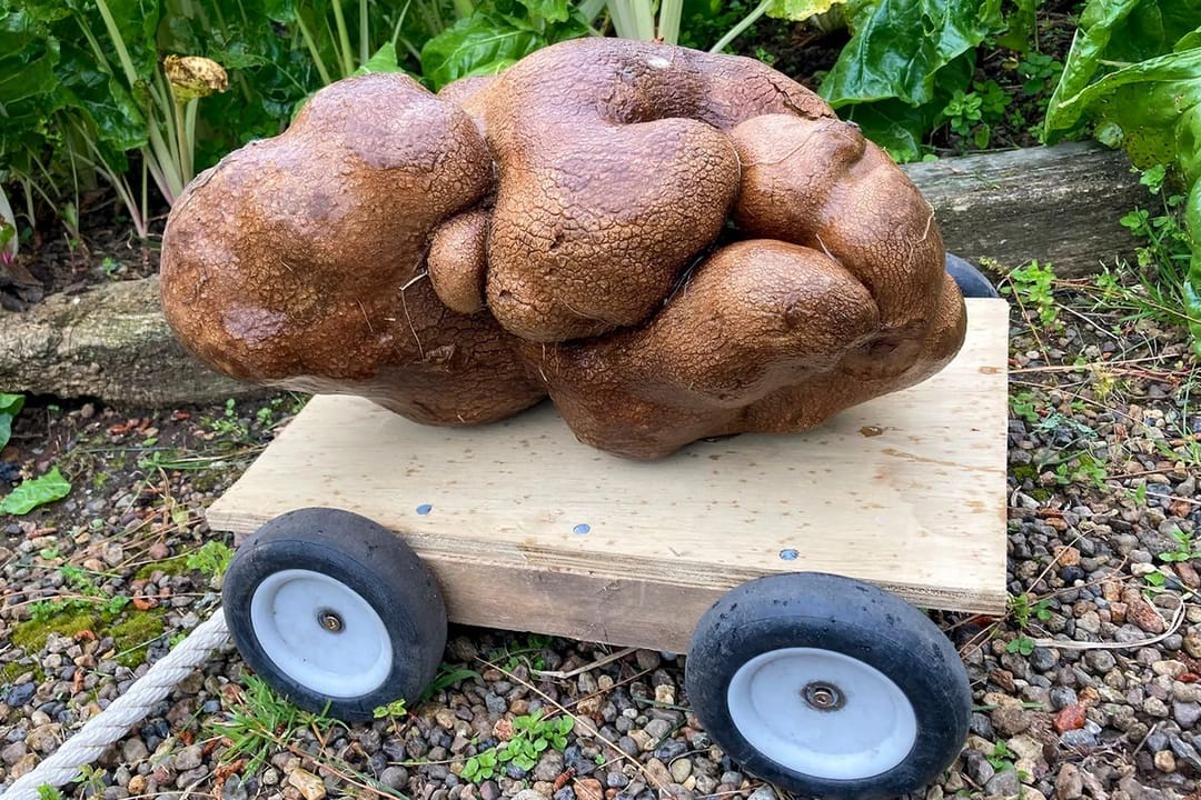 Dünýäde iň uly ýeralma kädi bolup çykdy