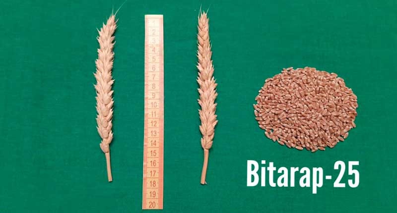 В Туркменистане выведены новые сорта зерновых