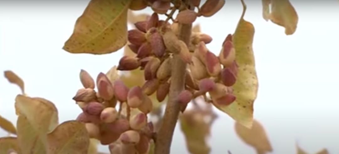 Туркменские специалисты выращивают фисташку в Центральных Каракумах