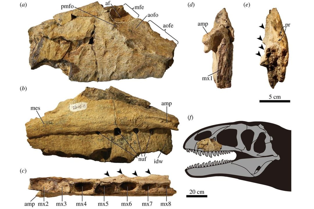 Найденный в Узбекистане динозавр оказался представителем нового вида хищников