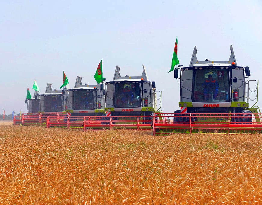 Ещё семь этрапов в Туркменистане выполнили госзаказ по сбору пшеницы