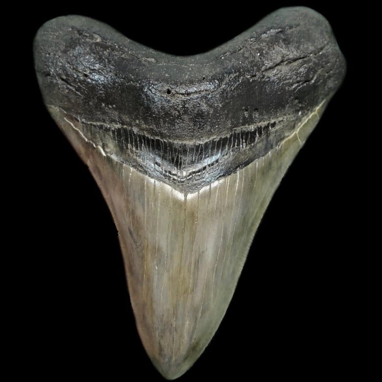 Возраст зубов древних акул из впадины Карашор в Туркменистане составляет 65 млн лет