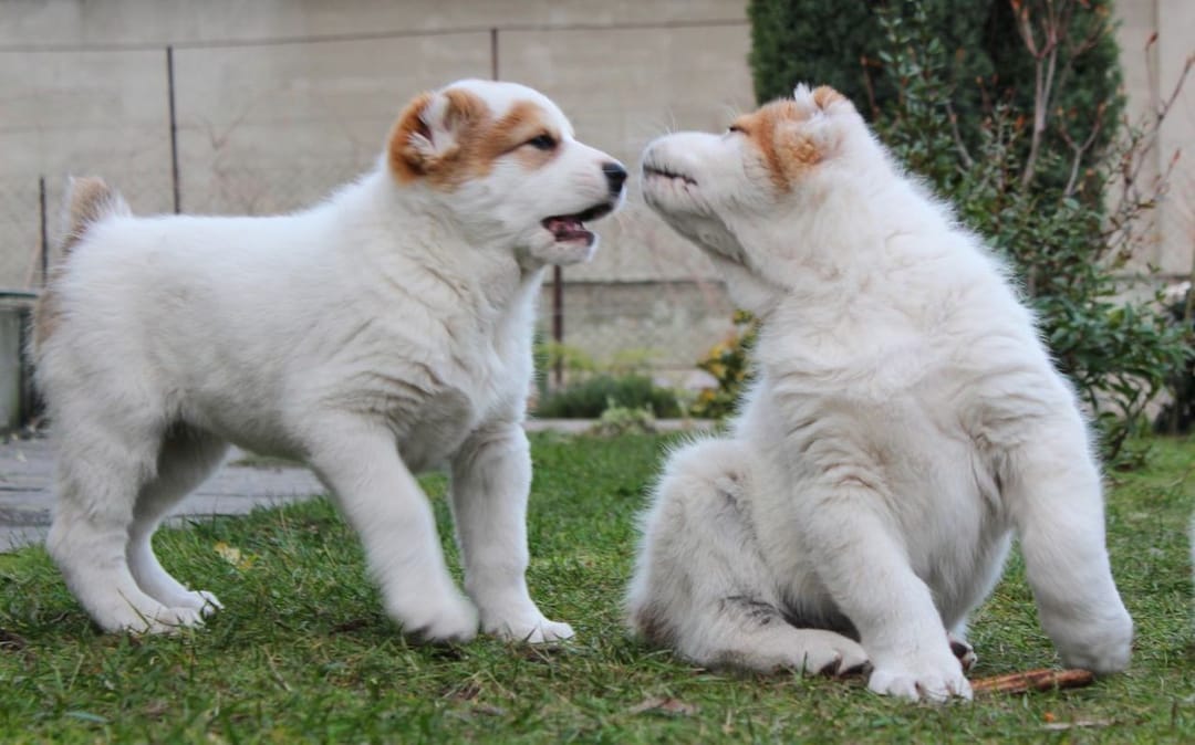 Türkmenistanda «Itçilik we kinologiýa işi hakynda» täze Kanun güýje girdi