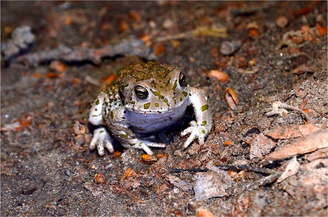В Амударьинском заповеднике Туркменистана проведён апрельский учёт пресмыкающихся