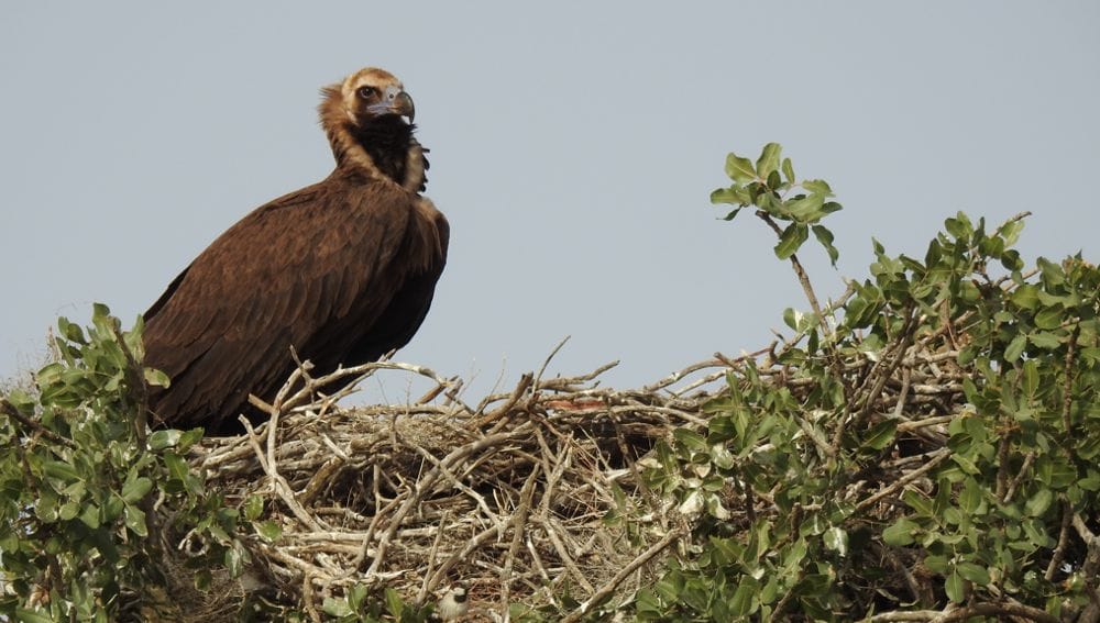 Bathyzda höwürtgeleýän ýyrtyjy guşlaryň sanawy geçirilýär
