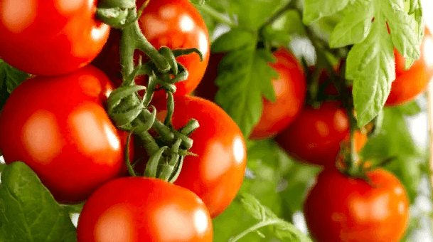 Туркменские селекционеры вывели новый сорт томата