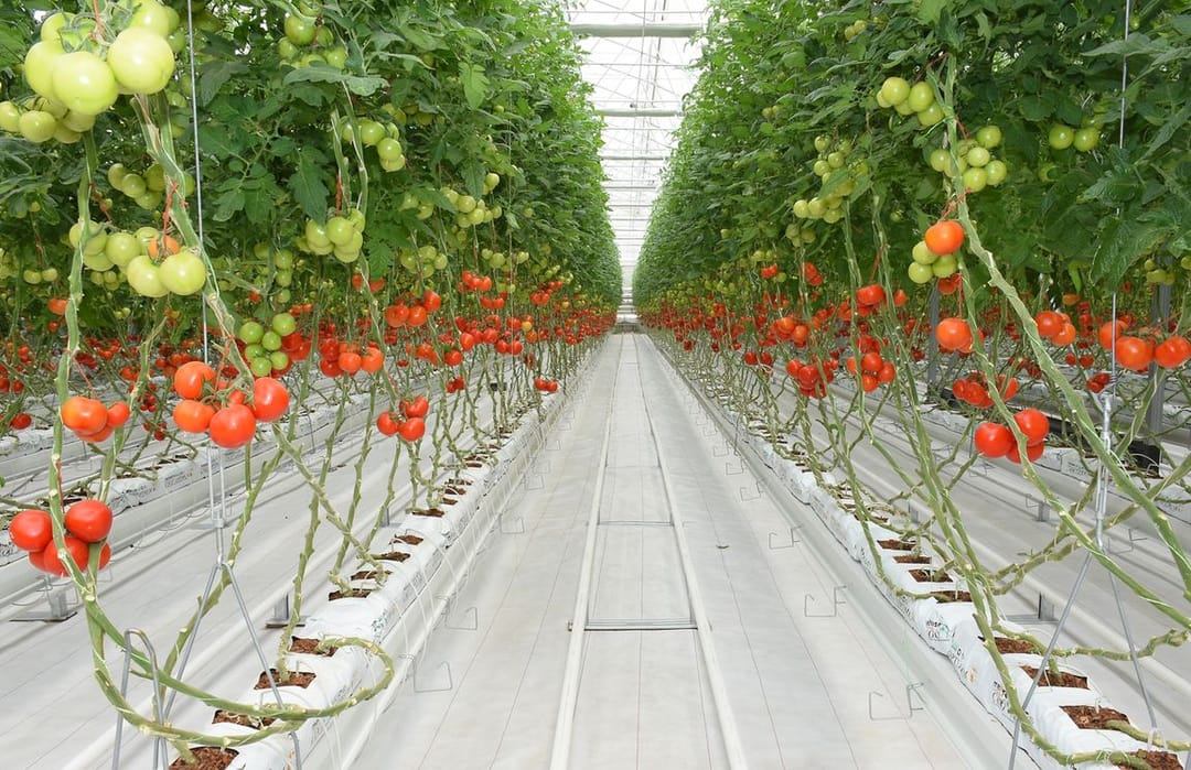 Три туркменских предприятия получили разрешение на поставку помидоров в Россию