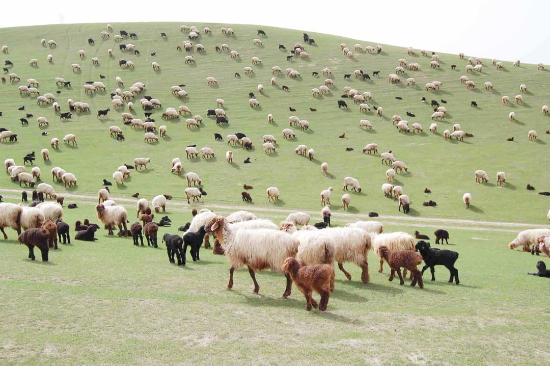 На отдаленном пастбище Дашогузского велаята появился новый колодец