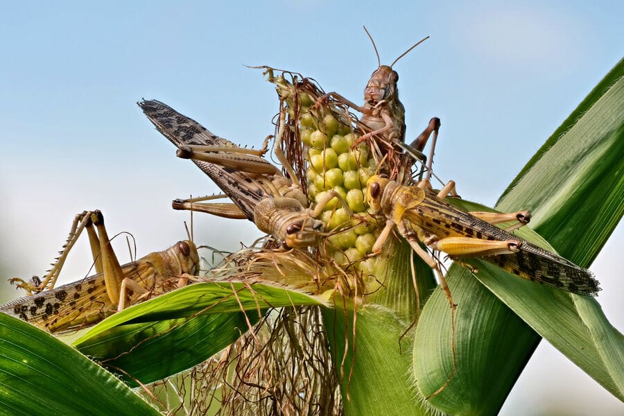 Çekirtgeler dünýäniň azyk howpsuzlygyna howp salyp biler