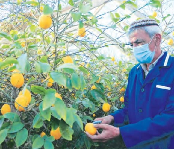Туркменские предприниматели в Гями собрали 70 тонн лимонов