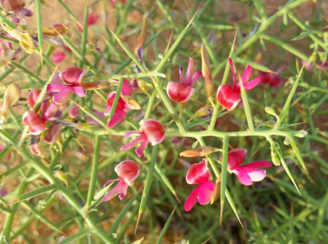 Туркменские ученые разрабатывают способ получения сухого экстракта верблюжьей колючки