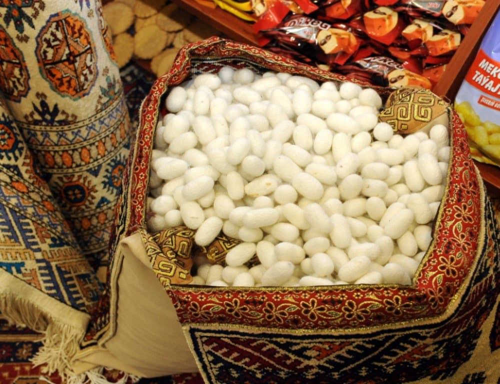 В Лебапском велаяте завершен сбор коконов тутового шелкопряда