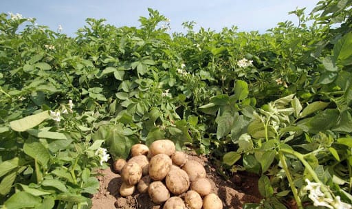 В Туркменистане собирают урожай картофеля и лука
