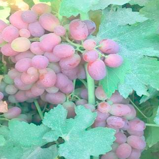 В Туркменистане получили ценный антиоксидант из красного винограда