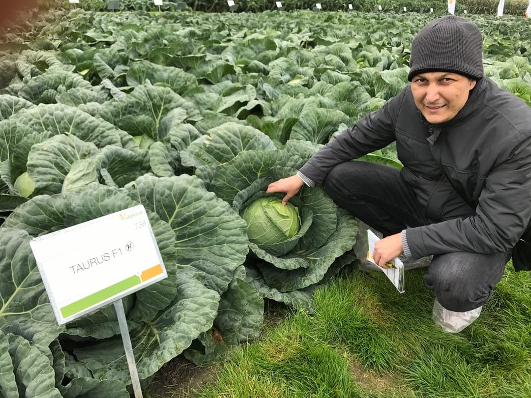 Agriculture enterprises of Turkmenistan offered novelties of modern hybrids of vegetable crops