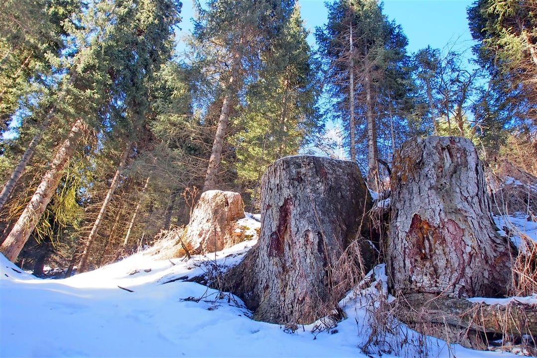 Bişkekde Tokaý pudagynda hyzmatdaşlyk ara alnyp maslahatlaşylýar