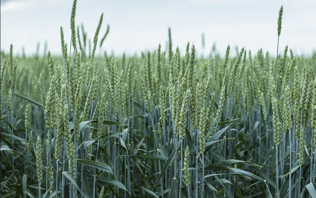 Земледельцы западного региона Туркменистана рассчитывают получить обильный урожай озимой пшеницы