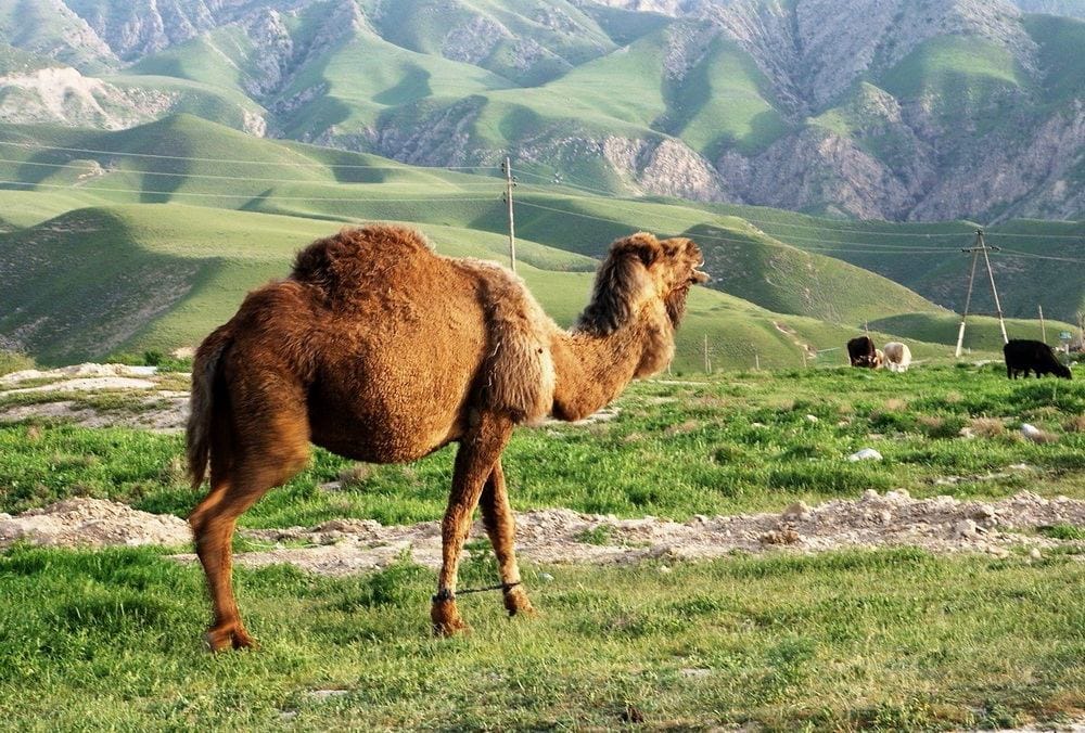 В Туркменистане планируют увеличить производство одеял из верблюжьей шерсти