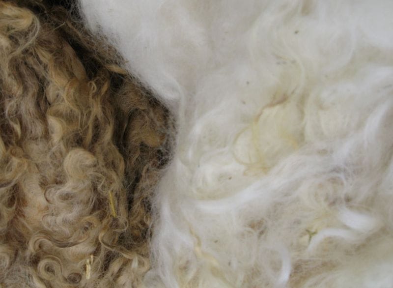 Лебапские животноводы завершили стрижку овец