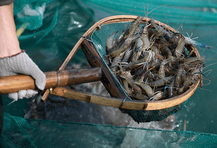 В Туркменистане запустили ферму по выращиванию креветок