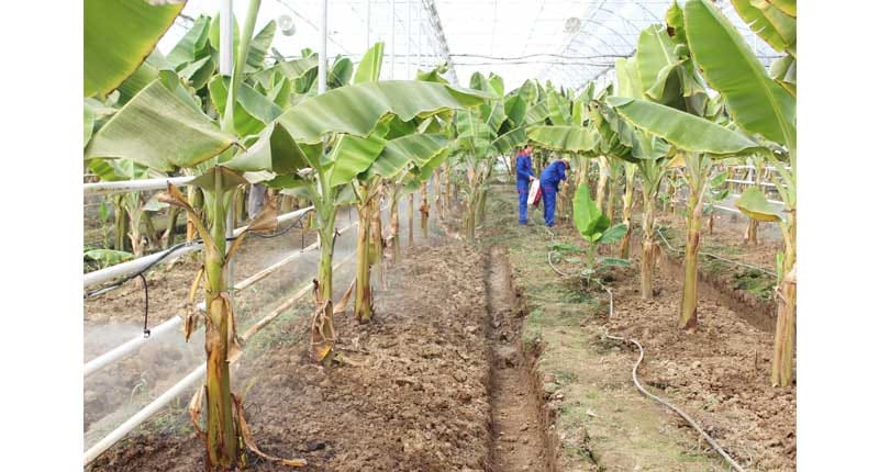В Туркменистане готовятся к сбору нового урожая бананов