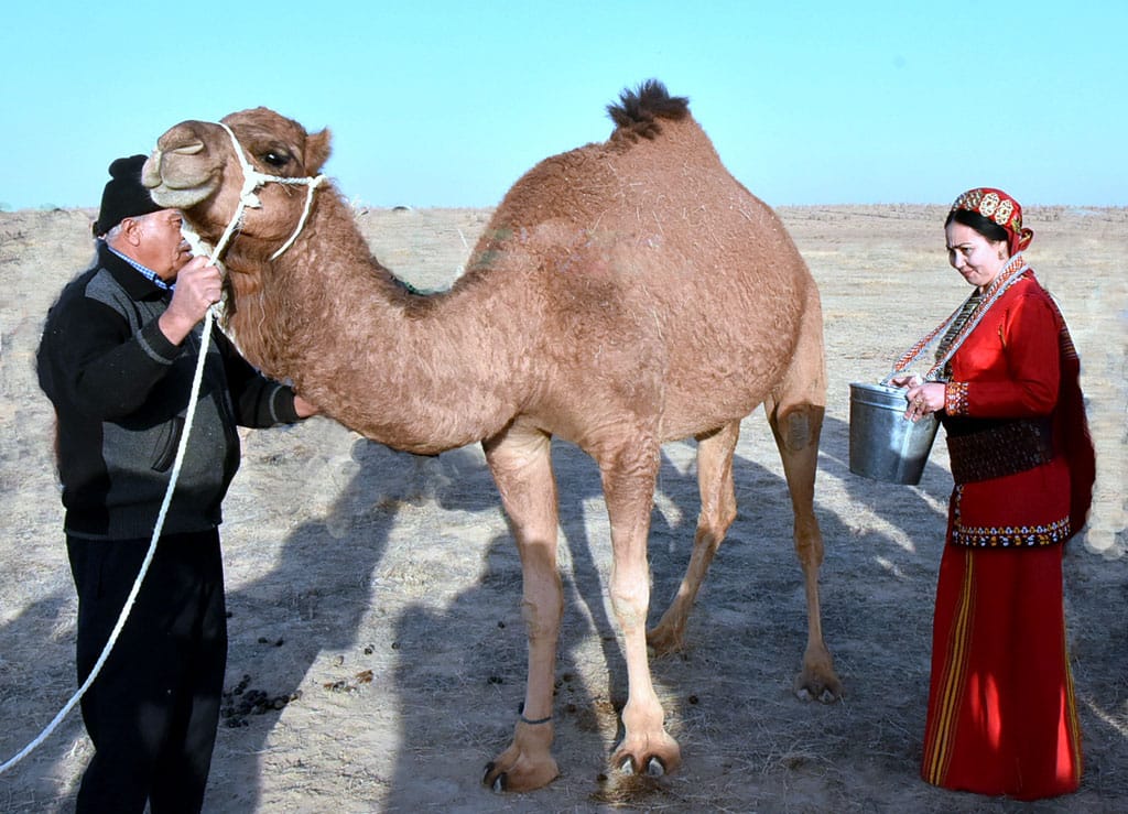 В Туркменистане наращивают производство верблюжьего молока