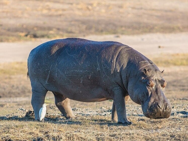 Kot-d’Iwuarda begemot gaýygy agdaryp, 11 adam dereksiz ýitdi