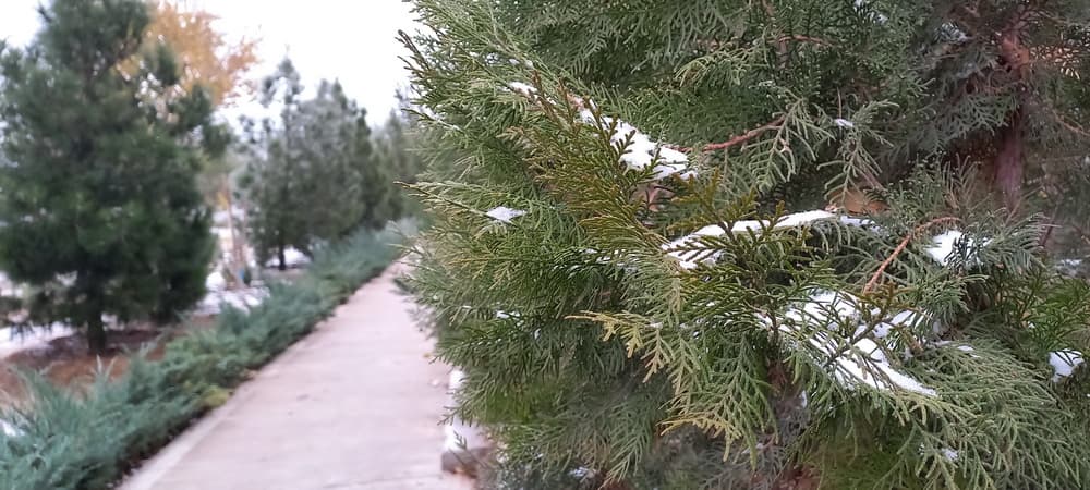 Какая погода ждет туркменистанцев в январе