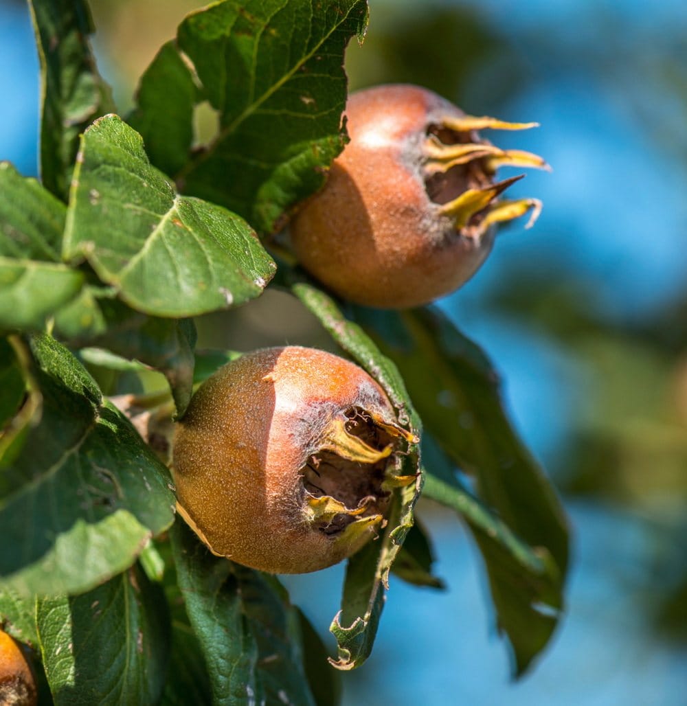 Ashgabat scientists work to restore the medlar population