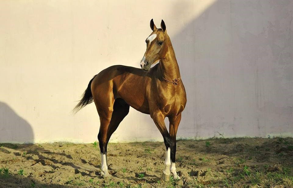 Türkmenistan BMG-niň BA-nyň 79-njy sessiýasynda 11-nji iýuly «Bütindünýä atlar güni» diýip yglan etmek hakynda Kararnamany goldady