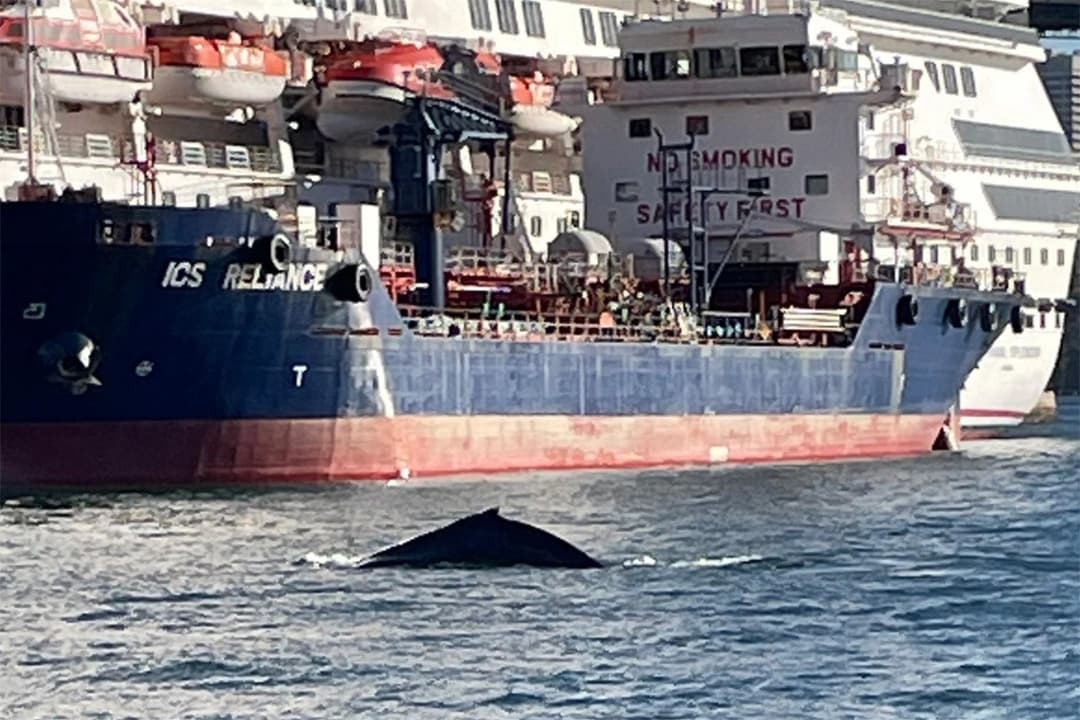 Bilesigeliji läheň gämileriň hereketine päsgel berdi