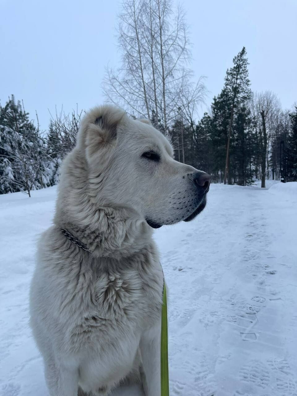 The head of Tatarstan Minnikhanov shared a photo from a stroll with Akdus alabay