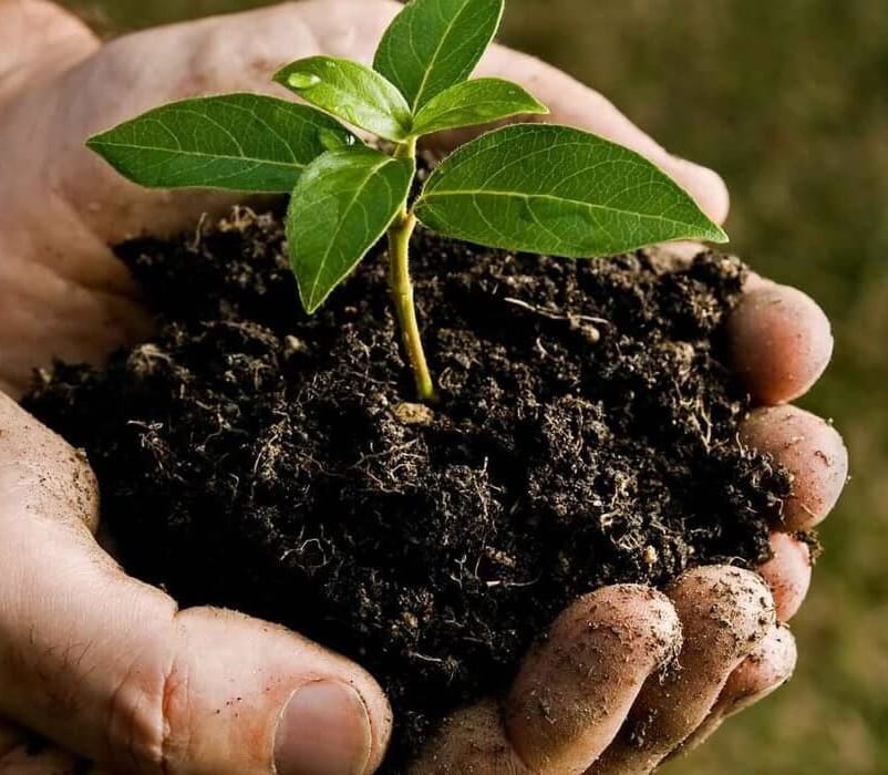 Туркменский предприниматель начал производство грунта на основе кокосовых отходов