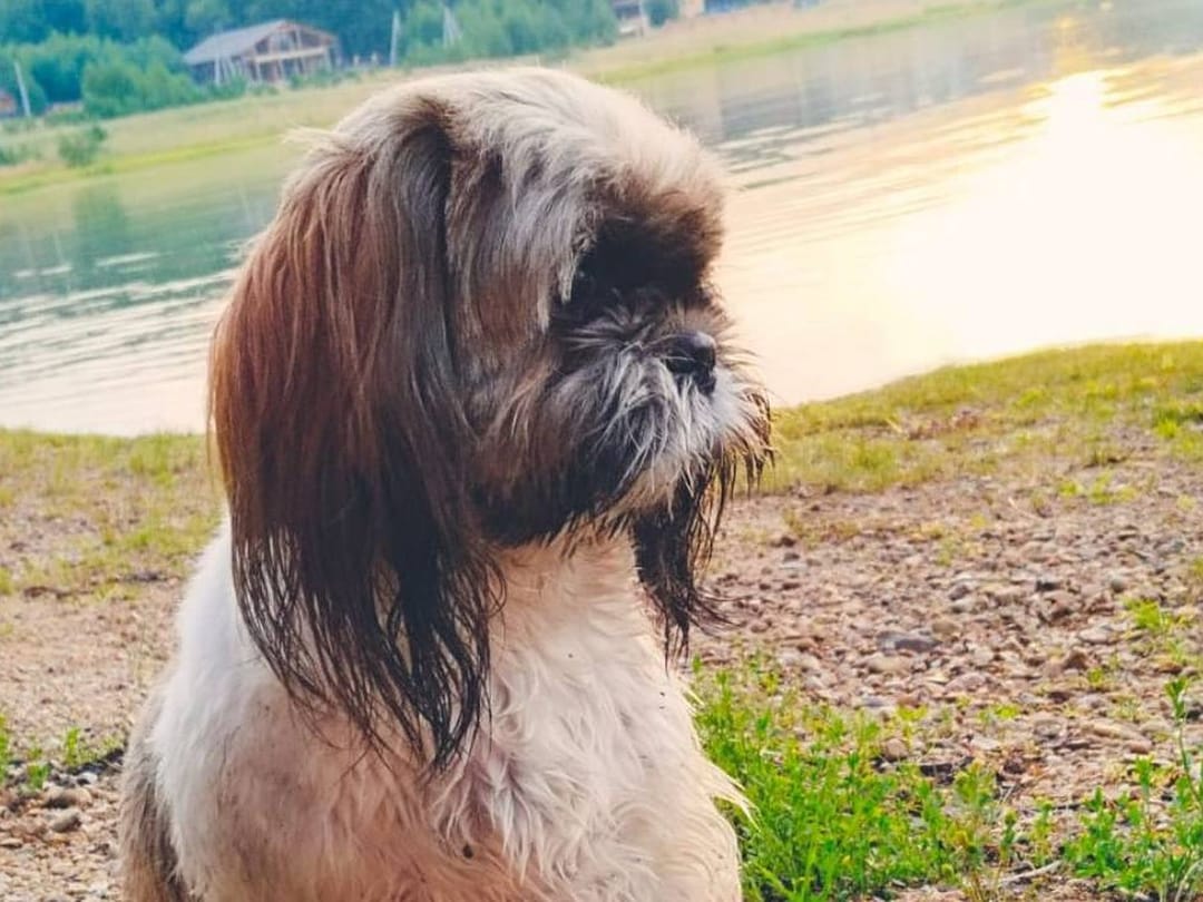 Burýatiýada it bir gije-gündiz motorly gaýykda kölde aýlandy