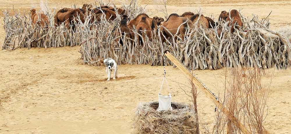 В Каракумах повторно введен в эксплуатацию колодец, который около 20 лет не обеспечивал водой