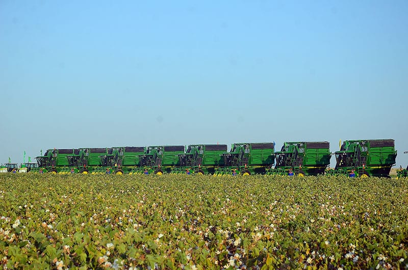 Cotton harvesting in Turkmenistan will be carried out in a fully mechanized way