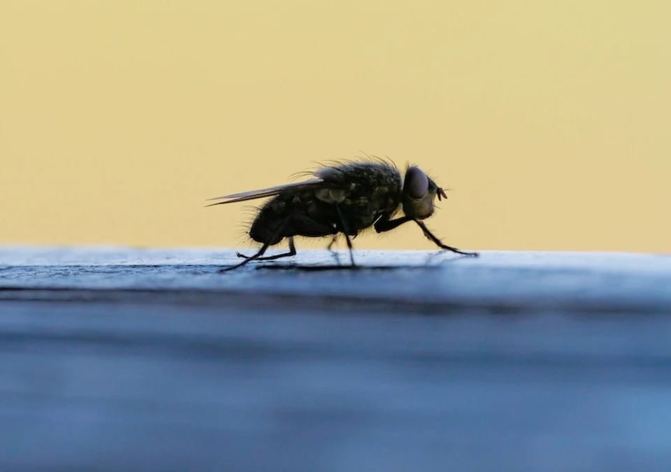 Şwesiýada siňekleri öý haýwany diýip ykrar etmekçi bolýarlar