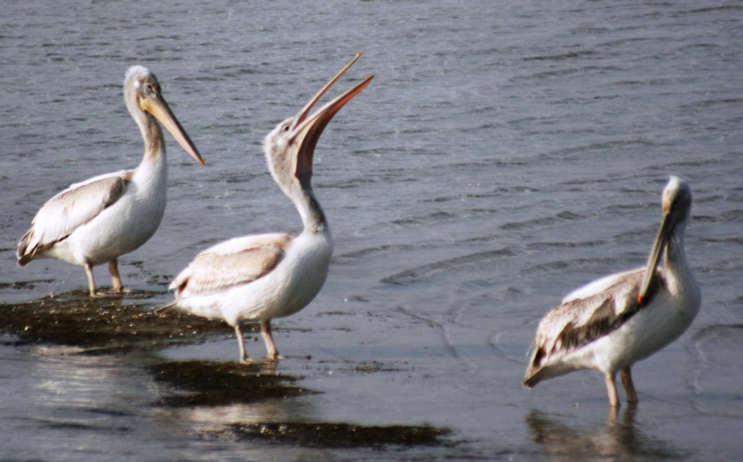 Türkmenistan Halkara guşlar gününi belleýär