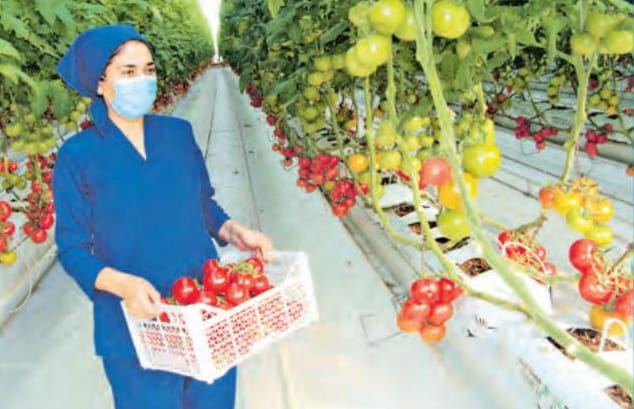 Предприниматель в Серахском этрапе Туркменистана начал сбор первого урожая томатов