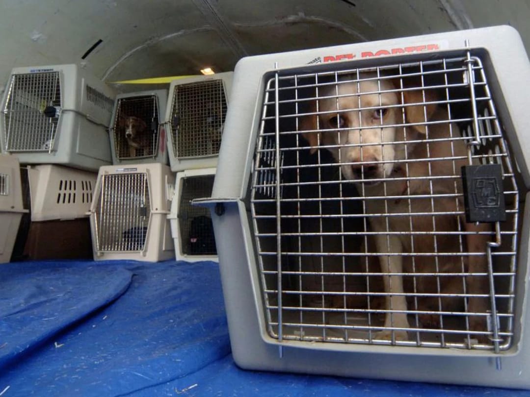 В Италии разрешили крупным собакам летать в салоне самолета