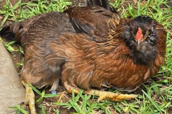 Tehasdaky Merjen lakamly towuk dünýäde iň garry diýlip ykrar edildi