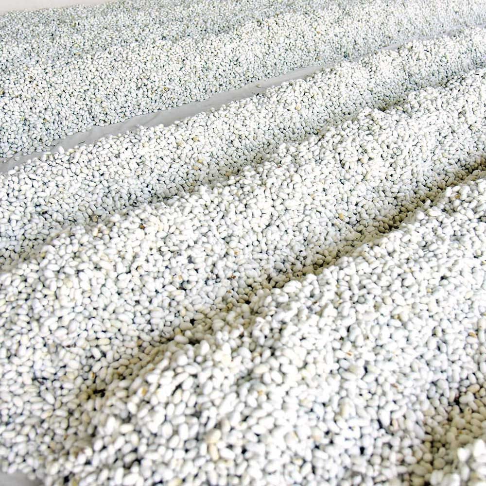 Шелководы восточного региона Туркменистана перевыполнили план