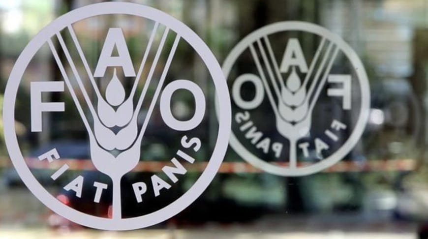 Azyk we oba hojalyk guramasy: dünýäde 730 million adam açlyk çekýär