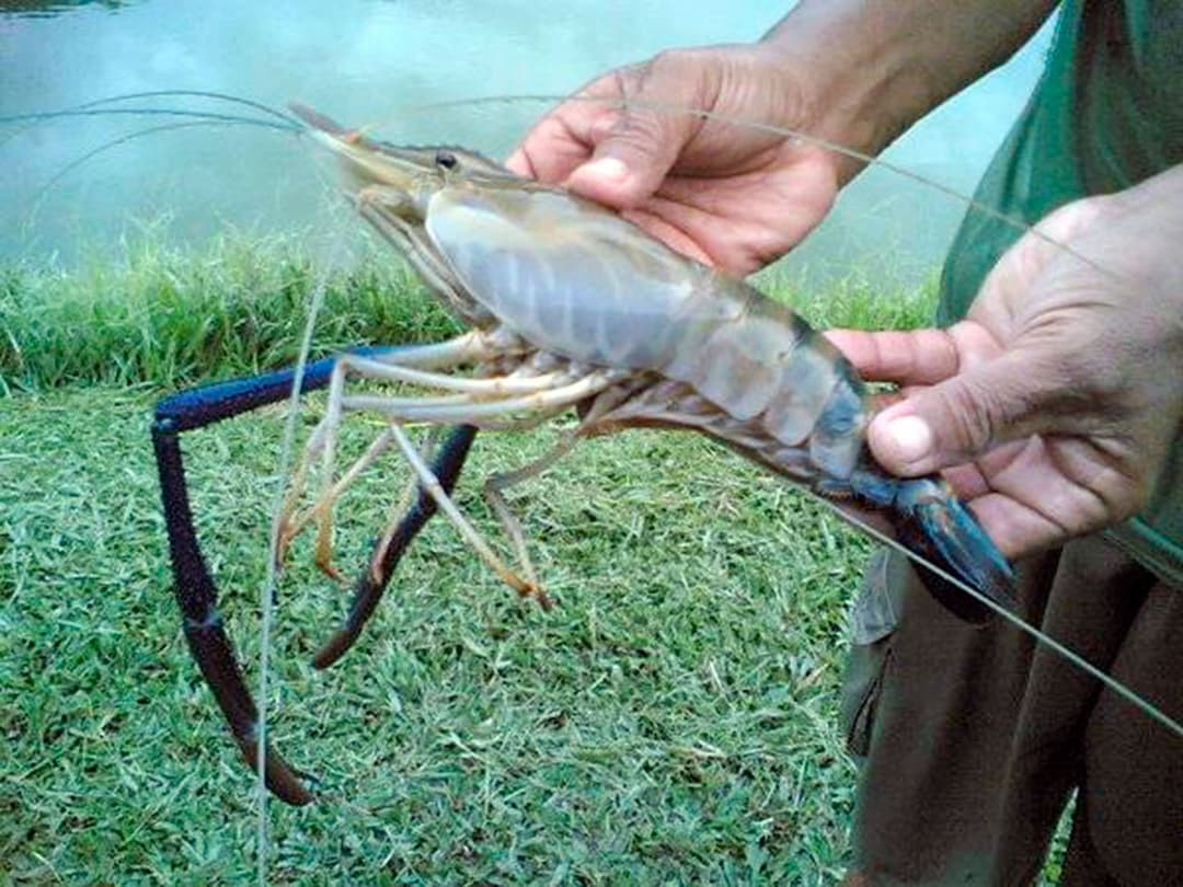 The first king prawns grown in Turkmenistan will soon be supplied to the domestic market