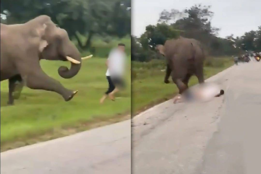 Hindistanda pil gadagan edilen zolaga giren jahankeşdäni basgylady