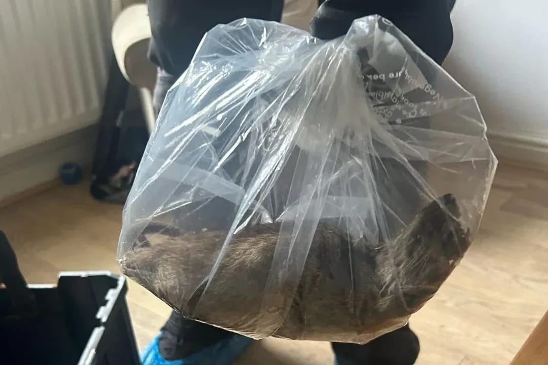 В Англии обнаружили рекордного размера крысу длиной более полуметра